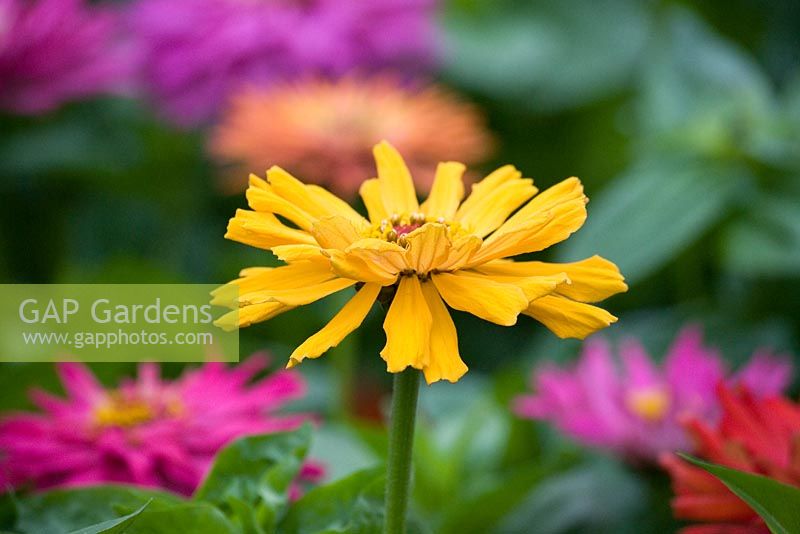 Zinnia at The Eden Project