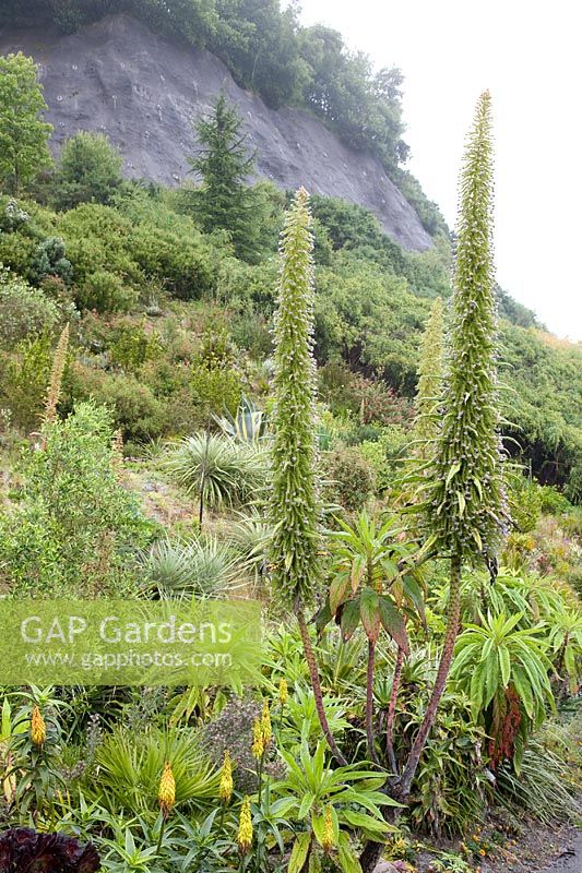 Exotics growing on the steep quarry sides at the Eden Project