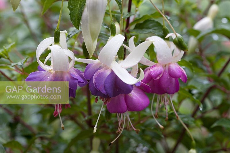 Hardy Fuchsia 'Delta's Sarah' - New the first hardy blue and white variety.