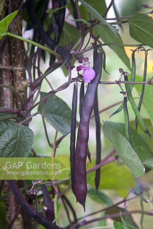 Phaseolus vulgaris 'Trionfo Violetto' - Climbing French bean 