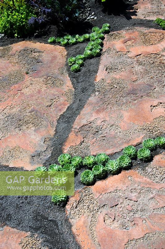 Close up detail of paving slab and succulent path in the '600 Days with Bradstone' garden - RHS Chelsea 2007 