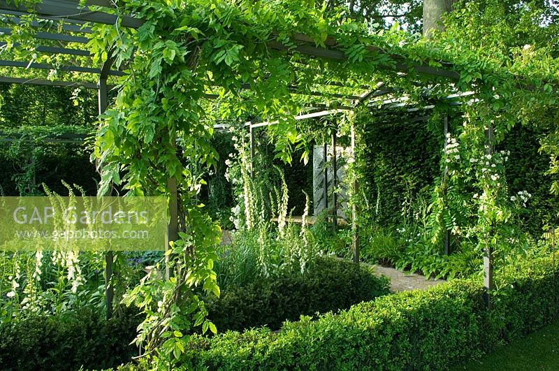 Wisteria clad pergola rach above path with white Digitalis purpurea 'Alba' and low Buxus hedging - 'The Daily Telegraph Garden', Chelsea 2007

 