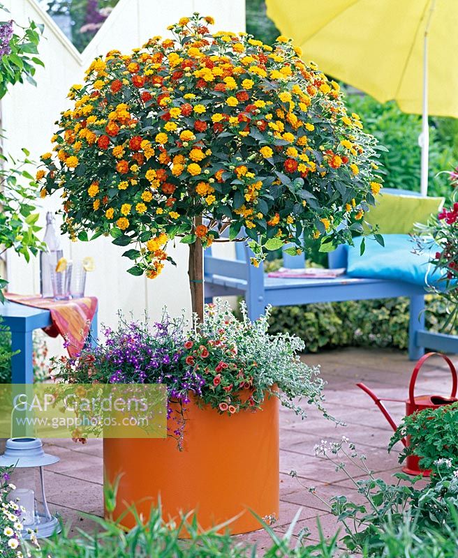 Albums 92+ Images pictures of lantana in containers Excellent