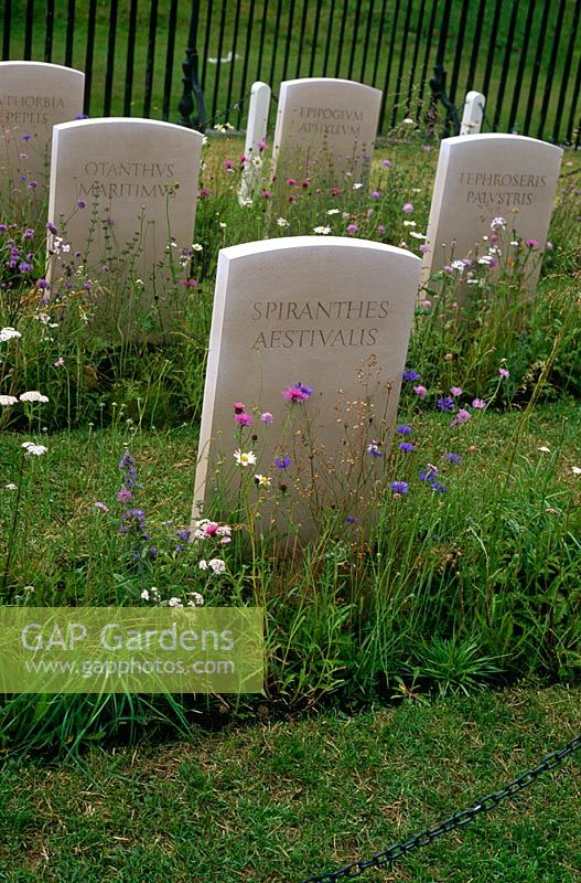 Cemetery for extinct native plants to British Isles including Achillea millefolium, Centaurea nigra, Knautia arvensis and Leucanthemum vulgaris  - 'The Fallen', Hampton Court 2007

