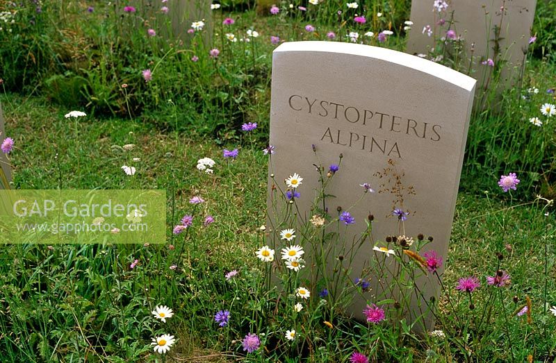 Cemetery for extinct native plants to British Isles including Cystopteris alpina, Achillea millefolium, Centaurea nigra, Knautia arvensis and Leucanthemum vulgaris -'The Fallen', Hampton Court 2007 
