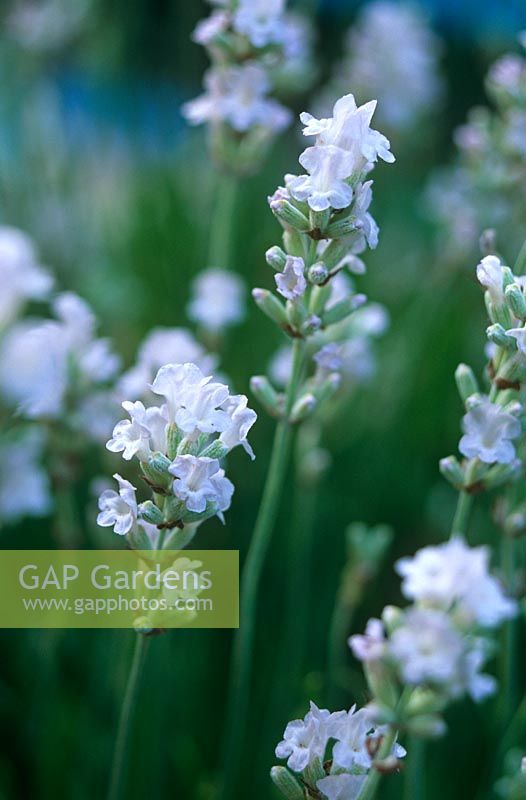 Lavandula angustifolia 'Nana Alba' - Downderry lavender