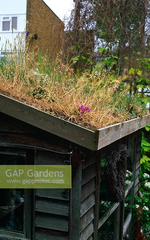Green shed roof in May 2006 - Mixed planting of Sedum pachyclados and Lewisia with grasses
