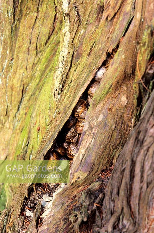 Garden snails sheltering in old tree truck crevice