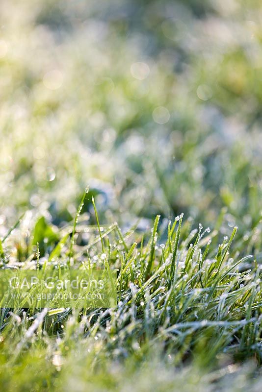 Grass with frost melting in the sun