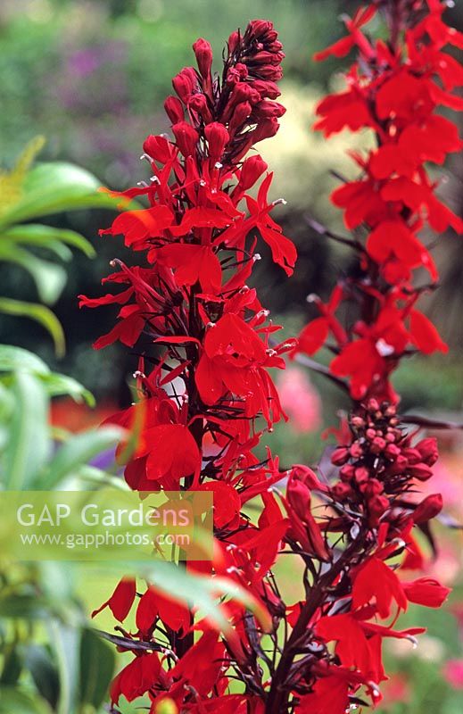 Lobelia cardinalis - Cardinal flower 