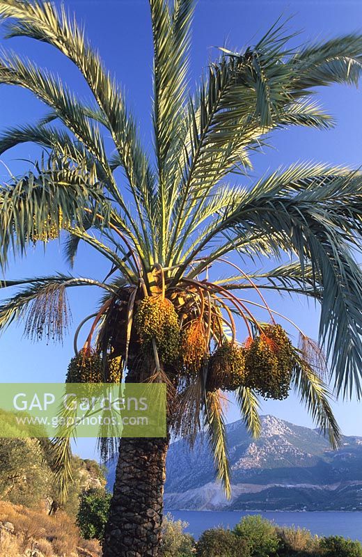 Phoenix dactylifera - Date palm in private garden, Greece