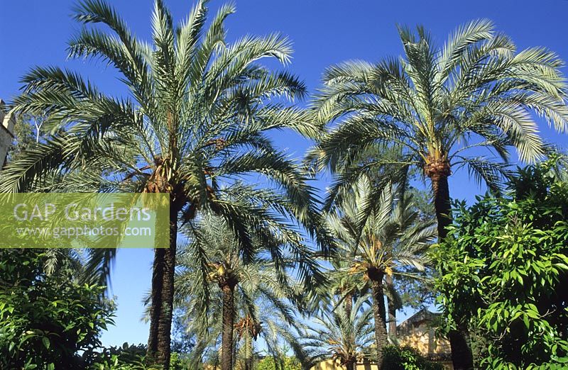 Phoenix dactylifera - Avenue of date palm 
Cordoba, Spain