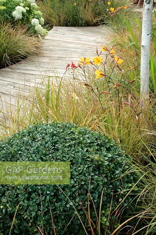 Wooden decking path, Buxus topiary ball, Hydrangea 'Annabelle', Betula, Pennisetum, Stipa, Hemerocallis 'Corky' and 'Golden Chimes' and Crocosmia 'Lucifer' - 'The Unwind Garden' Hampton 2007