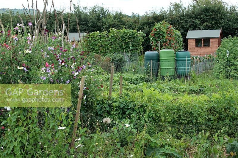 Allotments with shed, water barrels, rows of sweet peas, Lathyrus odoratus, runner beans, raspberries, French beans and peas. 