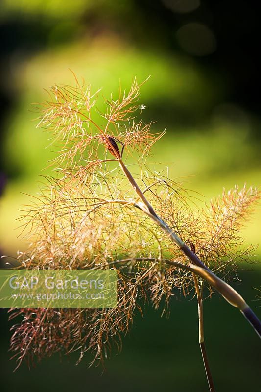 Foeniculum vulgare - Bronze fennel