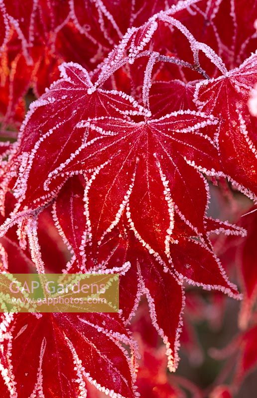 Frosty leaves of Acer palmatum 'Bloodgood'