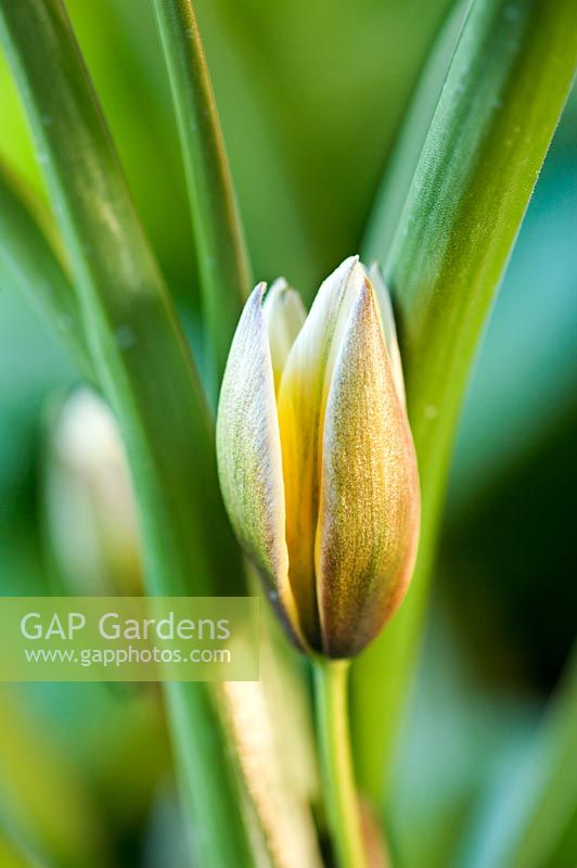 Emerging bud of Tulipa 'Tarda'