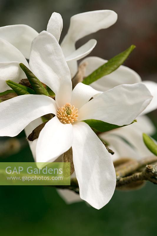 Magnolia x loebneri merrill