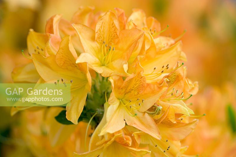 Rhododendron 'Koningin Emma'
