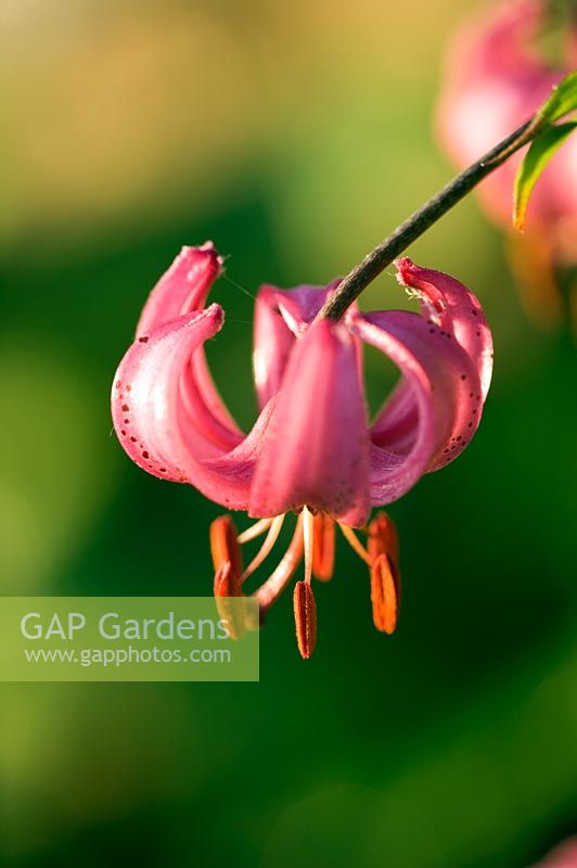 Lilium martagon - Common turk's cap lily 