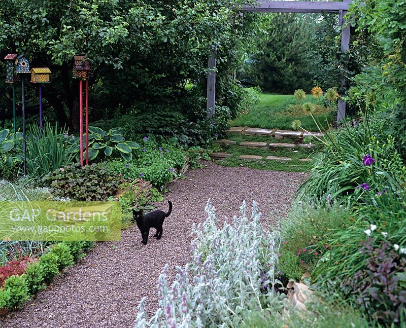 Black kitten on gravel path lined with Buxus in country garden, borders with colourful patterned bird boxes, Stachys, Hosta, Heuchers, steps up to pergola