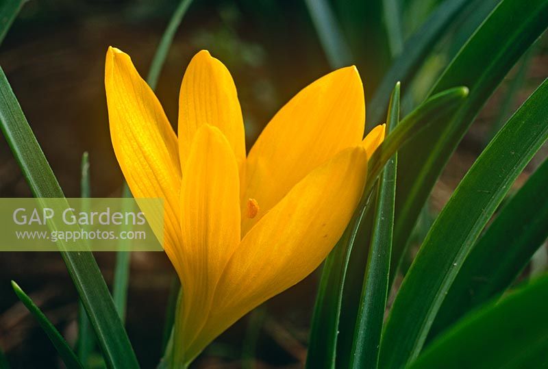 Sternbergia lutea - Autumn Daffodil 
