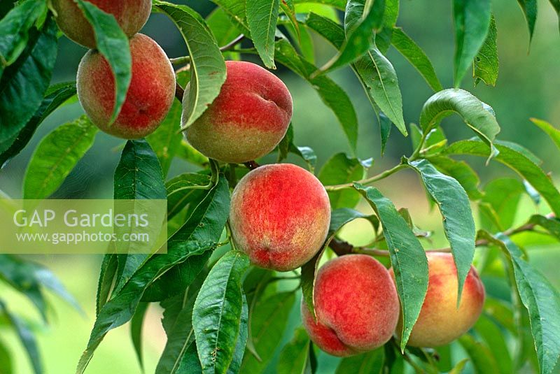 Prunus persicus 'Peregrine' - Peaches  
