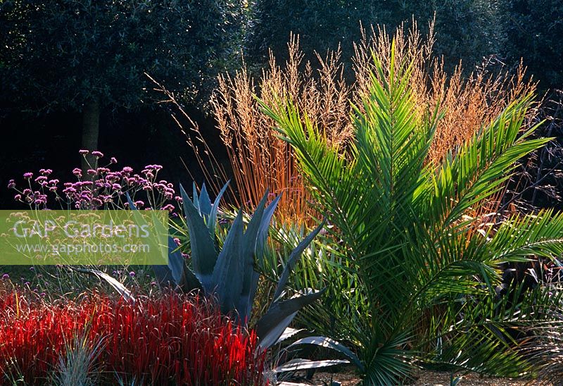 Modern garden  with Phoenix canariensis, Molinia, Agave, Verbenaa and Imperata   