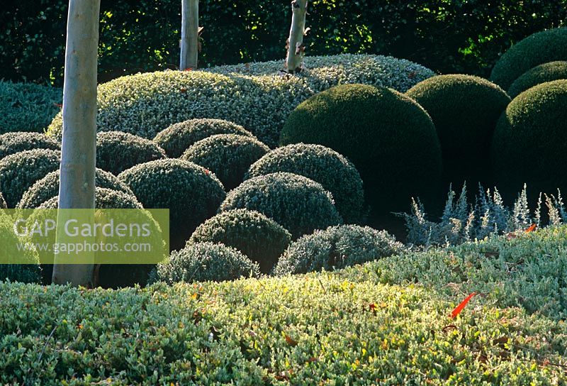 Topiarised Westringia fruticosa, Teucrium and Lavandula - The Garden Vineyard