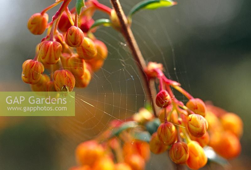 Spider and web on Berberis x stenophylla 