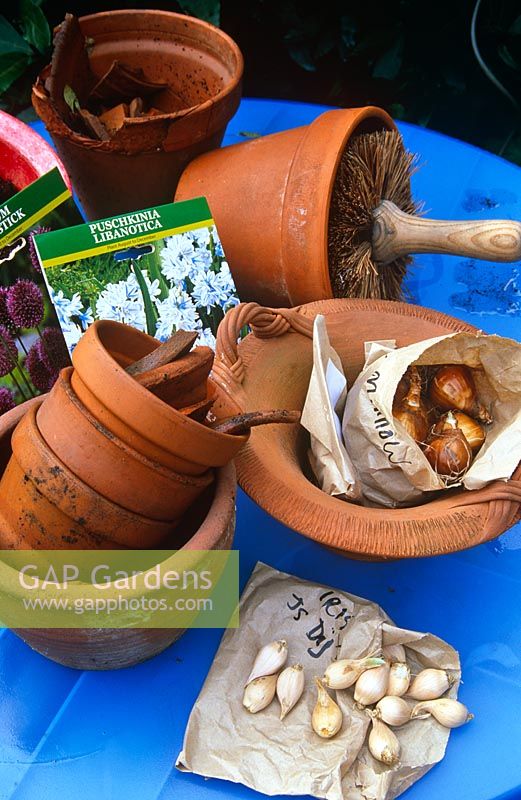 Preparing to plant spring bulbs in terracotta pots. Iris reticulata 'J S Dijt', Narcissus 'Minnow', Puschkinia libanotica and Alliums. Crocks and bristle pot brush.