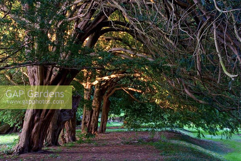 Ancient Yew hedge - Kilruddery House, County Wicklow, Ireland 