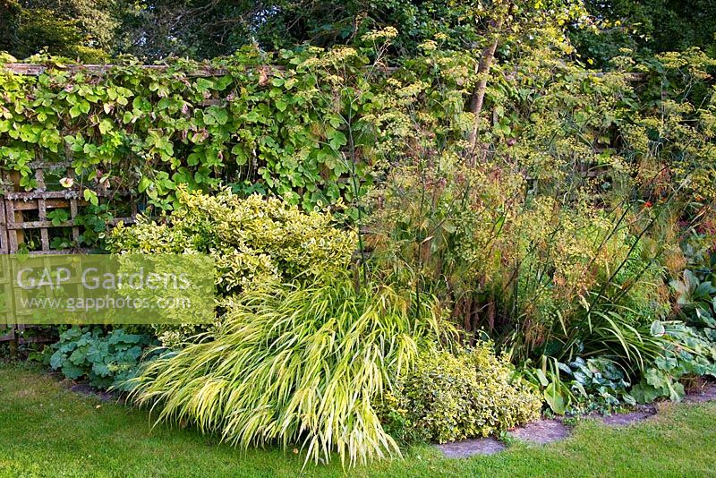 Hakonechloa macra 'Aureola', Purple Fennel and Euonymus in yellow bed 