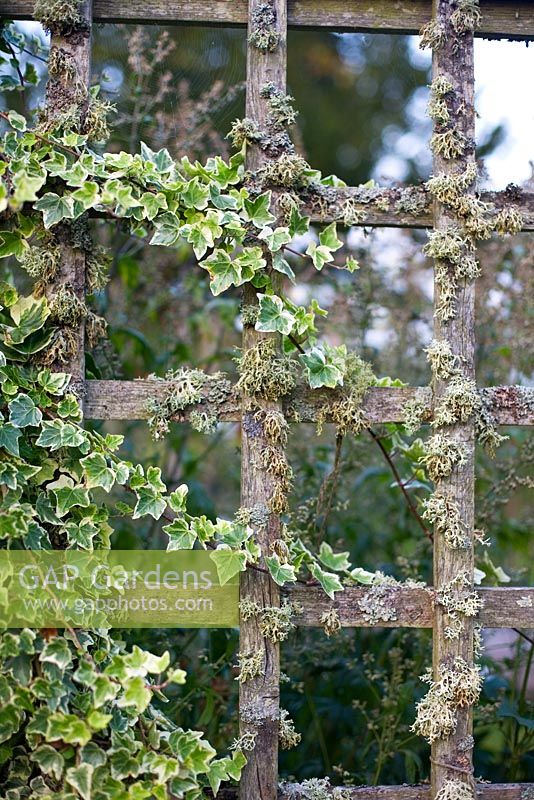 Variegated white ivy and lichen growing on an old wooden fence