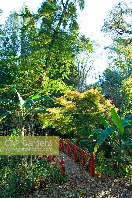 Bridge crossing the stream that descends through the garden is framed by the lush foliage of Musa basjoo, ferns, Acer and Ginkgo biloba