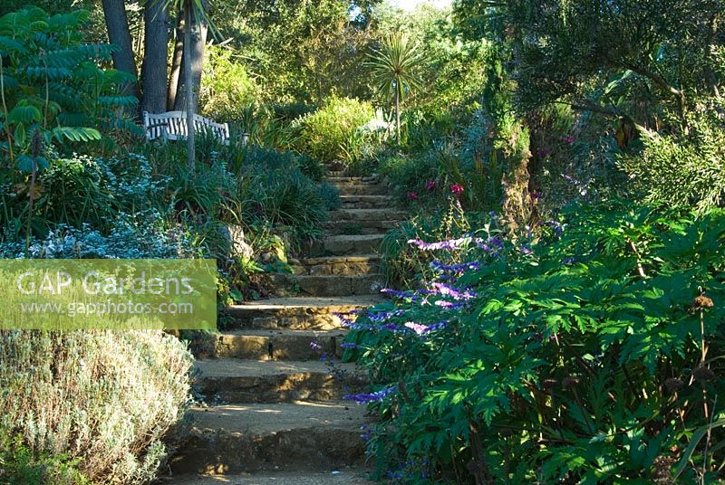 Steps lead up the Mediterranean bank - Abbotsbury Subtropical Gardens, Dorset