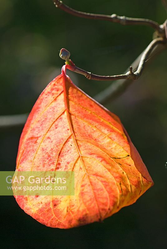 Backlit Prunus - cherry leaf