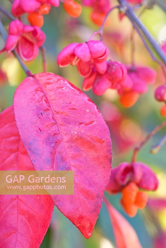 Brilliant autumn leaves and berries of Euonymus europaeus