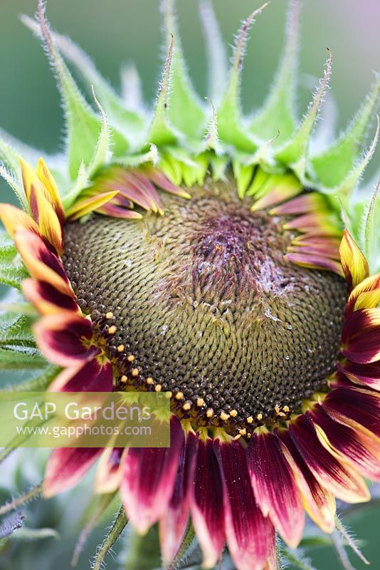 Helianthus annuus 'Floristan' - Opening sunflower 