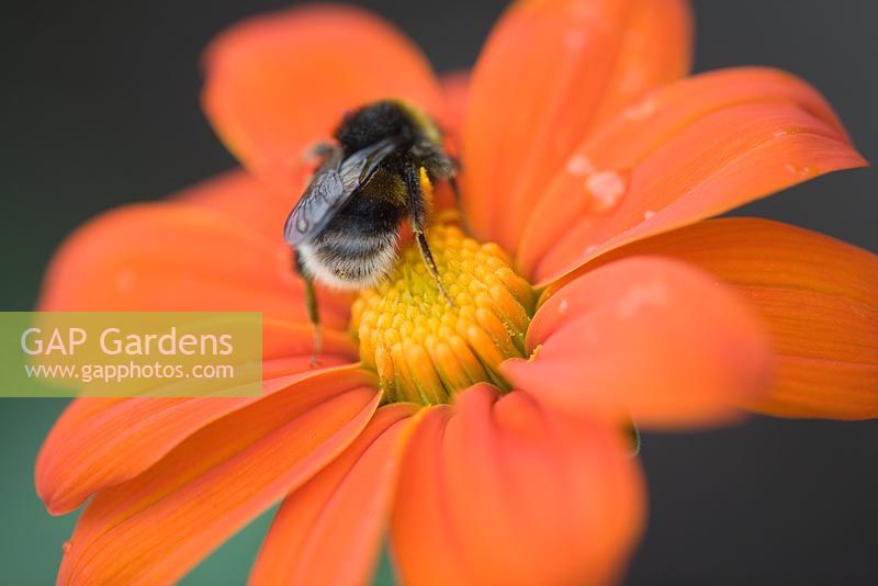 Tithonia rotundifolia 'Torch' - Mexican sunflower with bumble bee