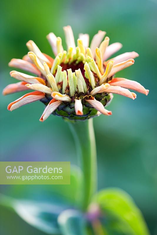 Zinnia bud - opening flower