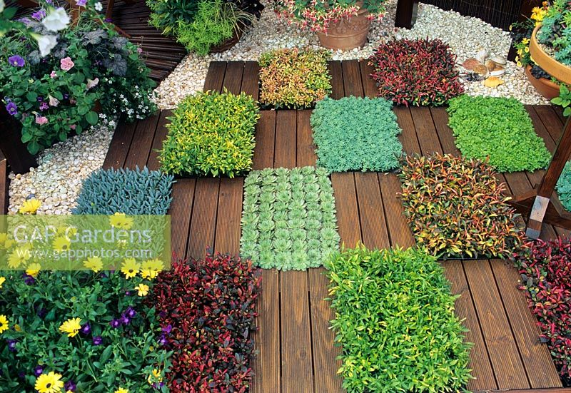 Blocks of carpet bedding foliage plants set in timber decking