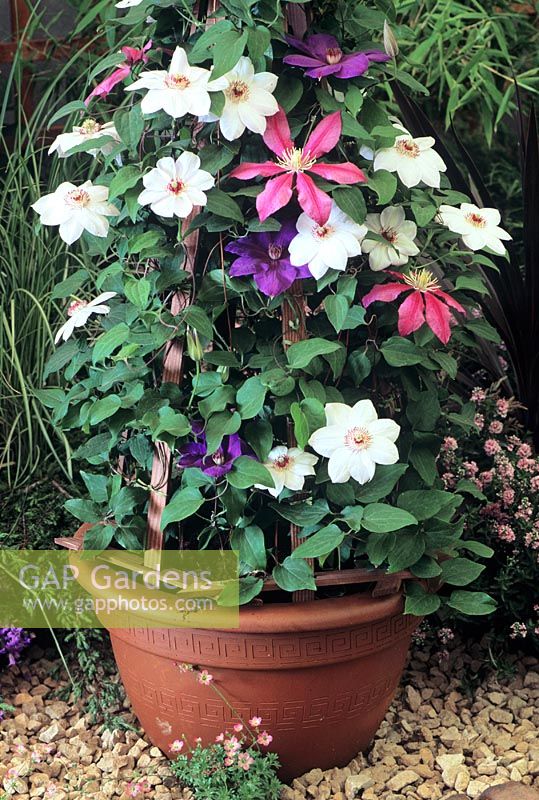 Mixed planting of Clematis 'Elsa Spath', Clematis 'Miss Bateman' and Clematis 'Literation' in pot on patio