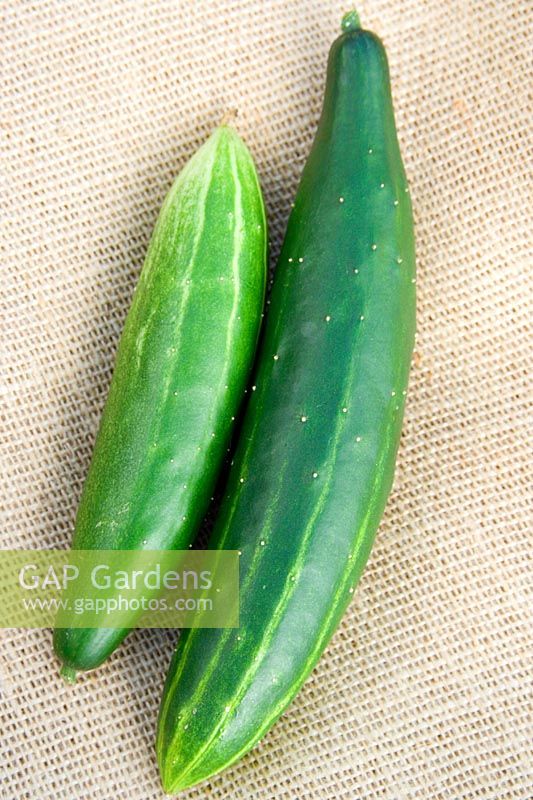 Cucumber 'Burpees Tasty Green'