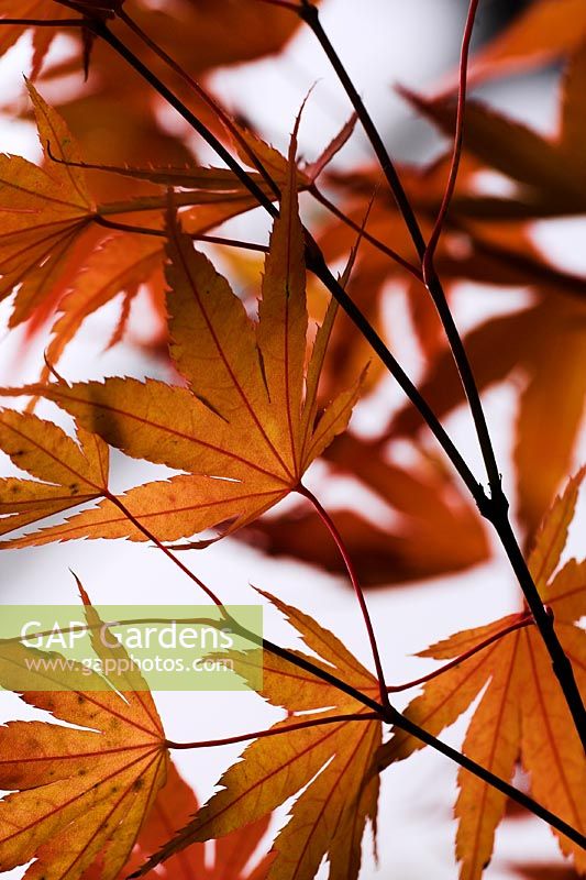 Acer palmatum 'Ibo Nishiki' in Autumn