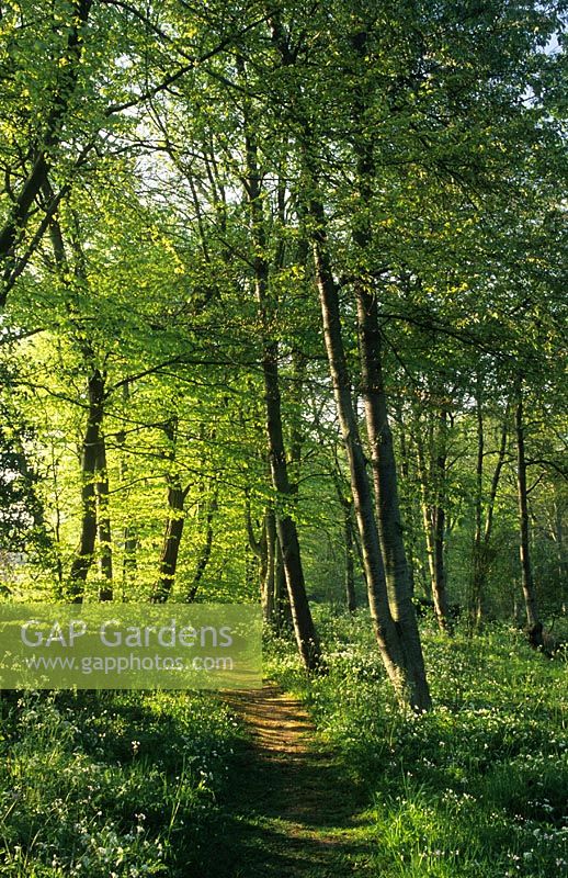 Natural path through woodland garden in Spring - Vann, Surrey 
