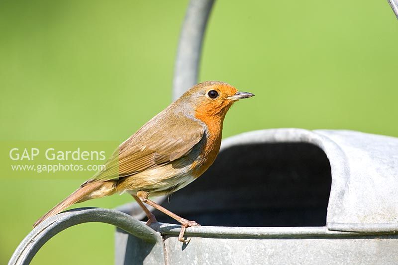 Erithacus rubecula - Robin on watering can 