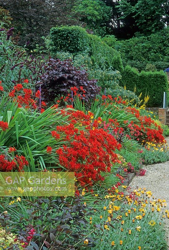 Red hot border with Crocosmia, Cercis Buddleja and Arctotis. Billowing generous planting. Similar design to red garden at Hidcote