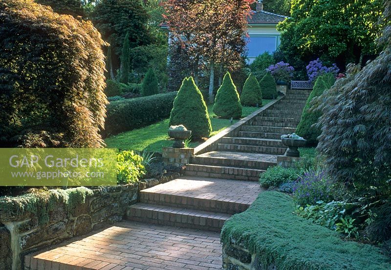 Brick steps ascending slope to house with Acer palmatum 'Dissectum' and conifer pyramids. Bench seat at top of steps as focal point flanked by Hydrangeas.