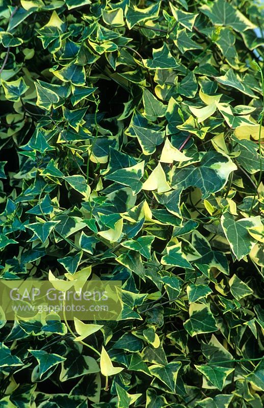 Senecio macroglossus 'Variegatus' - Cape Ivy